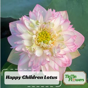 5+ Rare Seeds| Happy Children Lotus Seeds - Indian Lotus (Nelumbo nucifera) Seeds - Easy To Grow Pond Seeds - Cold Resistant #Q053a