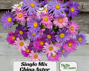Single Mix China Aster Seeds-Callistephus Chinensis-Asteraceae-Seed for Flower Gardens & Pollinator Butterflies