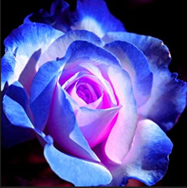 30 Rare Seedblues Blue Rose Seeds Perennial authentic Etsy