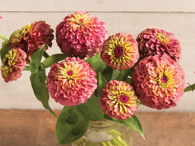 May include: A bouquet of pink and yellow zinnia flowers in a glass vase. The flowers are arranged in a loose, natural style.
