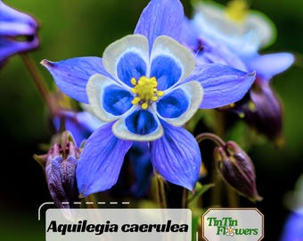 Blue Rocky Mountain Columbine Seeds - Cold Resistant - Deciduous - Potted - Attracts pollinators - Plant in Late Summer to Early Fall