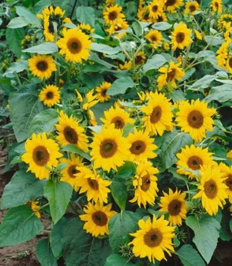 25 Seedsyellow Dwarf Sunflower Seeds perennial authentic Etsy