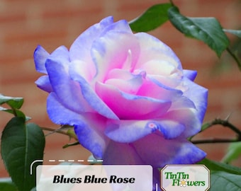 Blues Blue Rose Seeds - Perennial - Authentic Seeds - Mix Seeds - Late Winter to Early Spring Planting Time
