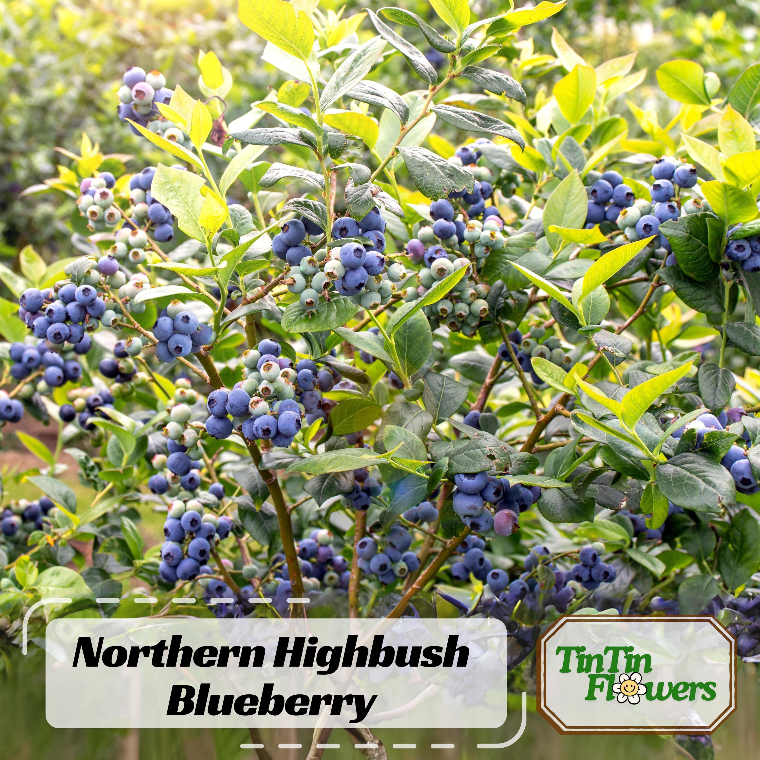 Northern Highbush Blueberry Seeds – Vaccinium Corymbosum – Heirloom Edible  Berry Shrub – 55 Seeds – Non GMO – Open Pollinated – 6035 - Etsy, image size:3000x3000