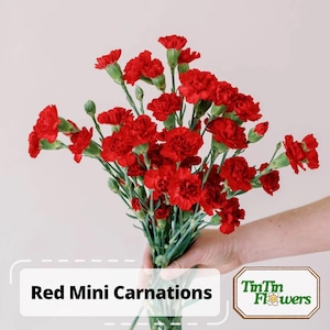 30 Seeds| Red Mini Carnations - Dianthus Seeds - Container - Balcony Flowers -Cold & Drought Resistant -Hardy, Colorful Garden#ca38