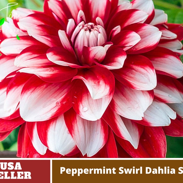 Peppermint Swirl Dahlia Seeds-Perennial-Authentic Seeds-Flowers -Organic. Non GMO -Vegetable Seeds-Mix Seeds for Plant-B3G1#D048.