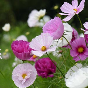 May include: A cluster of cosmos flowers in various shades of pink, magenta, and white. Each flower features delicate, thin petals radiating from a central yellow disk, supported by slender green stems amidst a soft, out-of-focus green background.