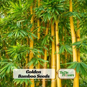 Golden Bamboo Seeds – Fast Growing Bamboo Plant – Privacy Screen Grass – Tropical Garden Plant – Ornamental Landscape Easy Grow
