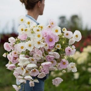 May include: A large, dense bouquet of cosmos flowers featuring a mix of white and soft pink petals with bright yellow centers. The flowers have delicate, ruffled edges and are arranged on thin green stems, creating a full, rounded floral display.