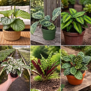 May include: A collection of potted Calathea plants, showcasing various leaf patterns and colors. The plants are in different pots, including woven baskets and terracotta pots. The leaves display shades of green, white, and burgundy, with distinct stripe and pattern variations.