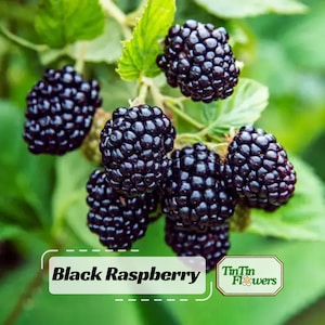 May include: A cluster of dark purple, textured blackberries growing on a green leafy stem. A white rectangular label at the bottom displays the text Black Raspberry and a smaller logo with the text TinTin Flowers.