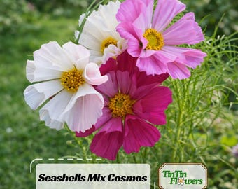 Mix Cosmos Seeds - Open-Pollinating - Clumping - Easy To Grow - Planting In Spring/ Summer - .