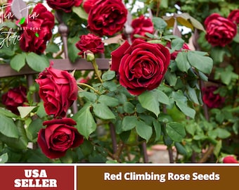 Red Climbing Rose Seeds- Perennial -Authentic Seeds-Flowers -Organic. Non GMO -Vegetable Seeds-Mix Seeds for Plant-B3G1 #1102