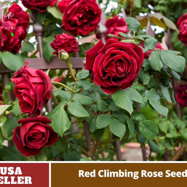 Red Climbing Rose Seeds- Perennial -Authentic Seeds-Flowers -Organic. Non GMO -Vegetable Seeds-Mix Seeds for Plant-B3G1 #1102