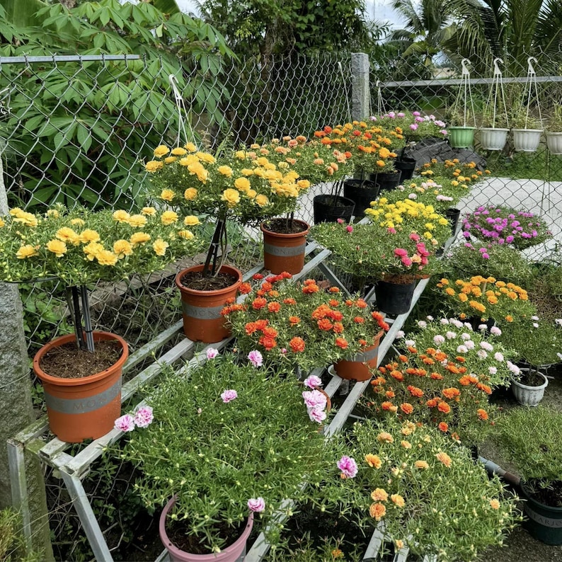 May include: A variety of potted flowering plants in full bloom, including yellow, orange, pink, and white blossoms. The plants are arranged on a metal shelf and in hanging pots, creating a colorful garden display. A chain-link fence and greenery are in the background.