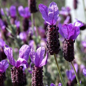 Pode incluir: Close-up de flores de lavanda roxas em flor. As flores est&atilde;o dispostas em cachos e t&ecirc;m um aroma delicado e fragrante.