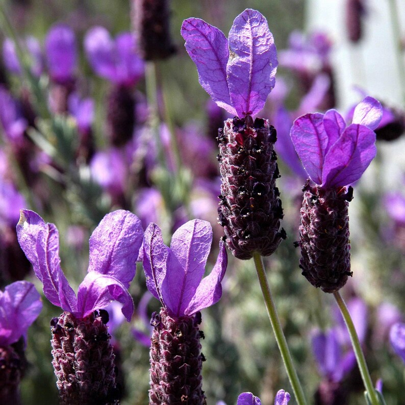 Pode incluir: Close-up de flores de lavanda roxas em flor. As flores est&atilde;o dispostas em cachos e t&ecirc;m um aroma delicado e fragrante.