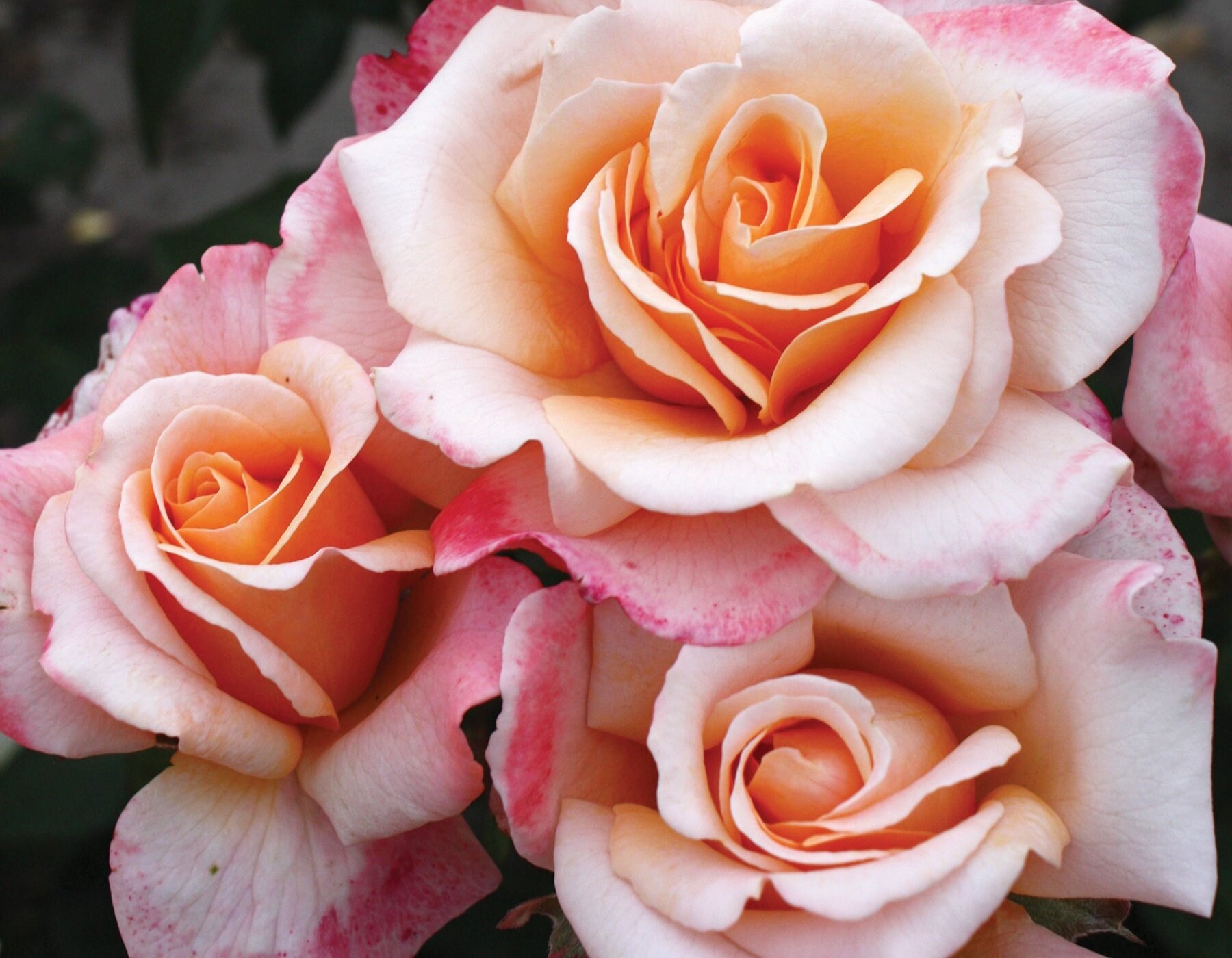 Oh Happy Day Eleganza Rose Seeds- Perennial - Authentic Seeds