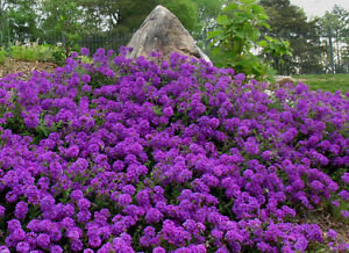 Moss Verbena Seeds Drought Resistant Dry Area Ground Cover Etsy