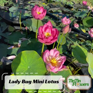 5+ Rare Seeds| Lady Bug Mini Lotus Seeds - Indian Lotus (Nelumbo nucifera) Seeds - Flower Seeds - Dwarf - Red Bloom Aquatic Plant #Q023