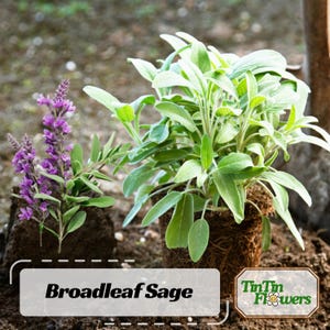 40s| Broadleaf Sage Seeds – Common Garden Sage Salvia Officinalis, Heirloom Organic Non-GMO Culinary Herb, Fragrant Easy to Grow Seeds#7042