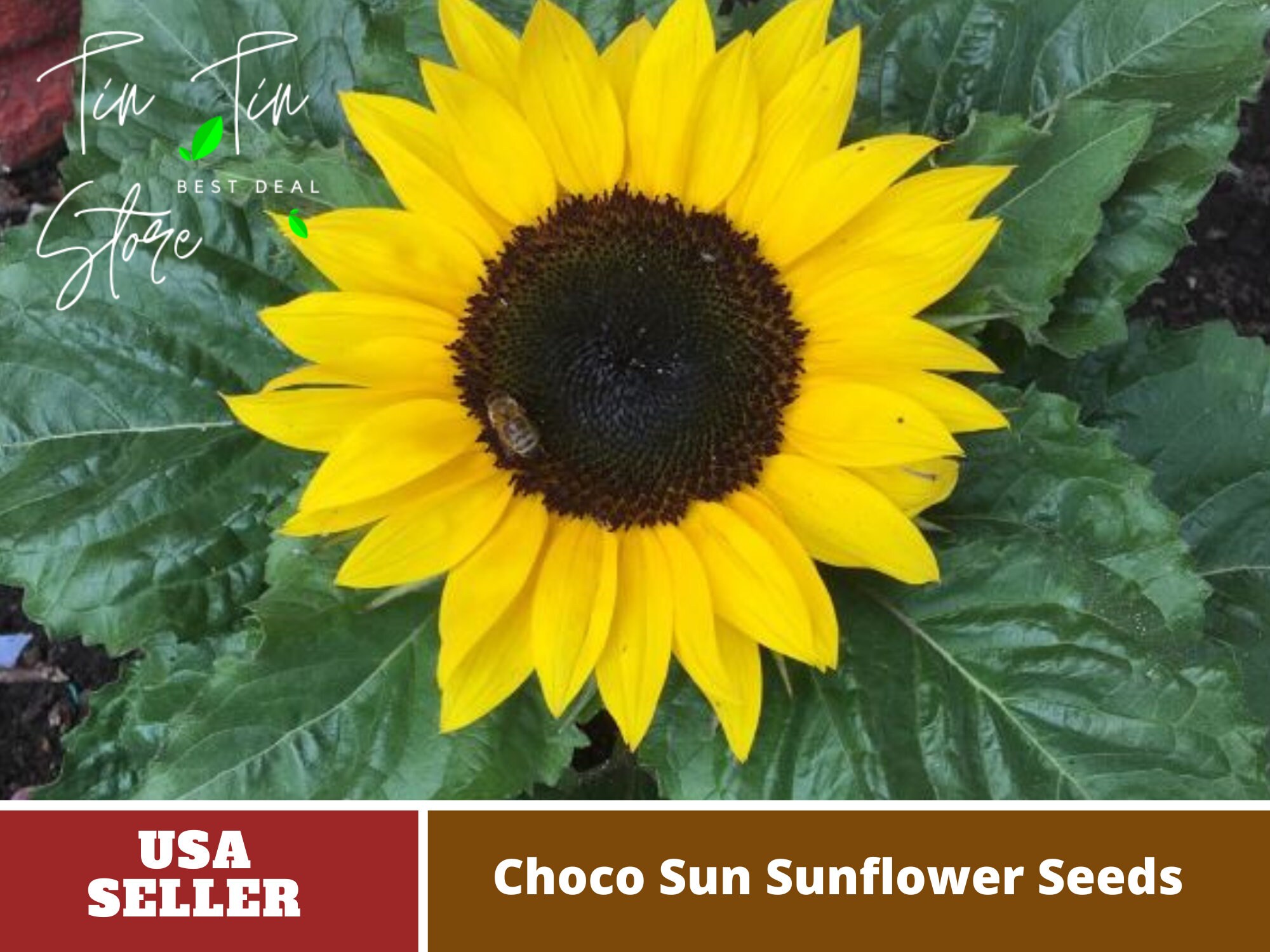 Chocosun outlet