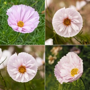 May include: A collage of four images featuring light pink cosmos flowers. Each flower displays delicate, ruffled petals surrounding a bright yellow, textured center. The blooms are captured from various angles, showcasing their soft color and structure.
