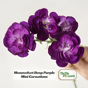 May include: A cluster of deep purple Moonvelvet mini carnations with white centers. The flowers are in full bloom, showcasing their layered petals. The image includes the text "Moonvelvet Deep Purple Mini Carnations" and a logo for "TinTin Flowers".