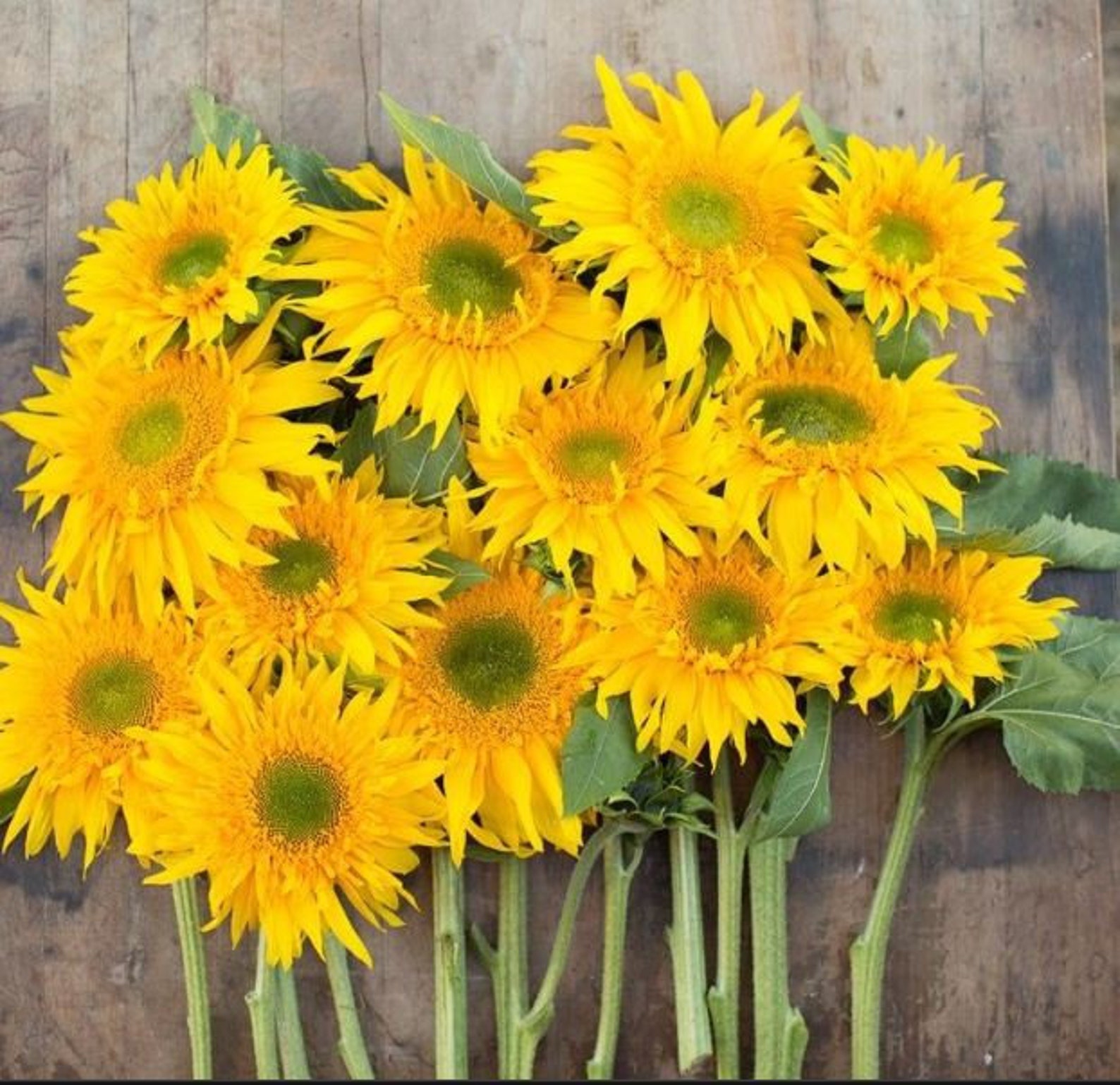 25 Seeds Starburst Greenburst Sunflower Seedsperennial Etsy