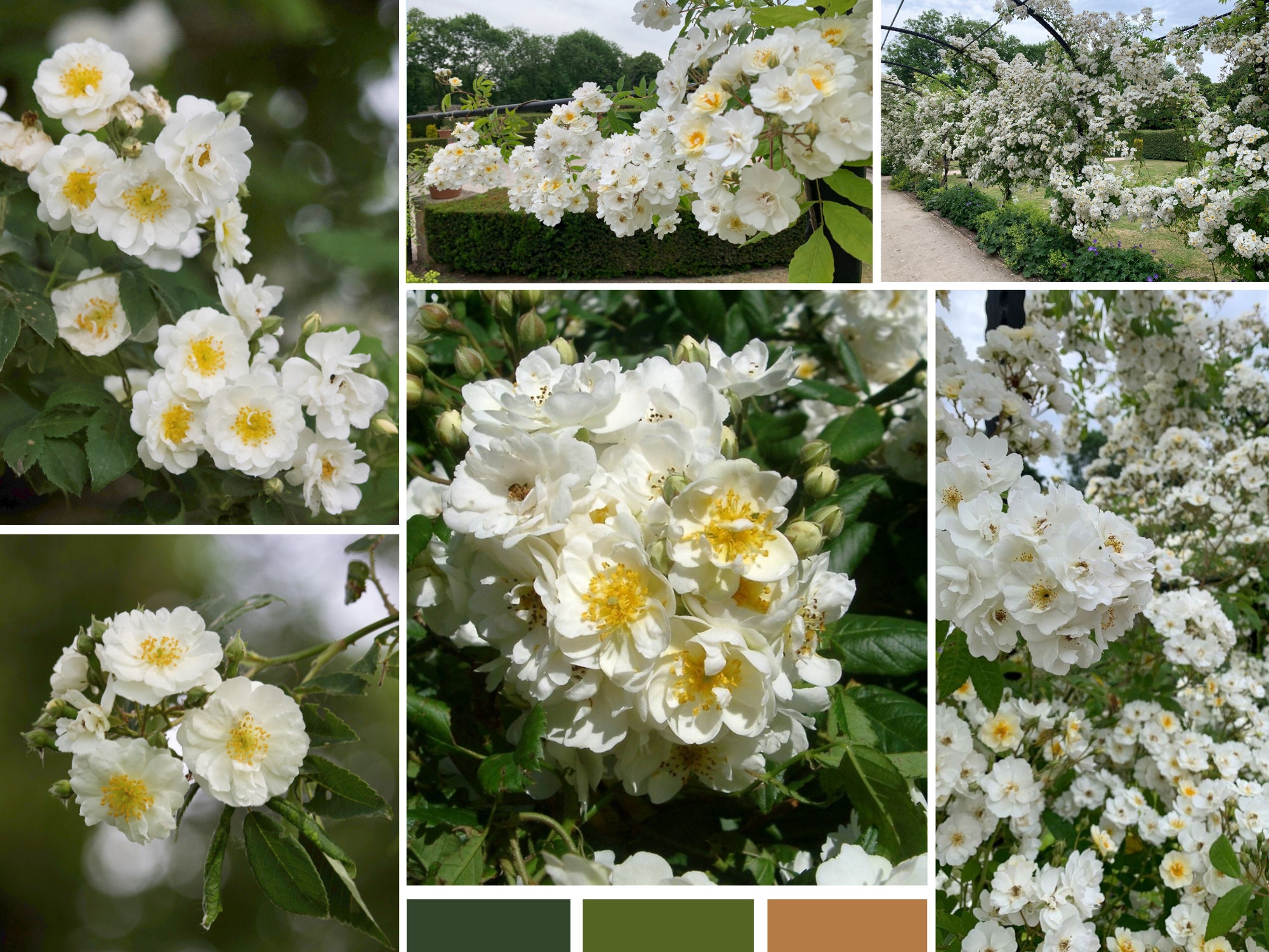 White Rambler Roses 30 Seeds | White Crimson Rambler Rose Seeds - Authentic Seeds - Cold ...
