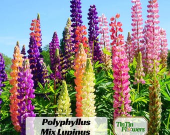 Lupinus polyphyllus Mix - Lupine Seeds- bluebonnet -  Vibrant Perennial Wildflowers -Pollinator Friendly Garden11