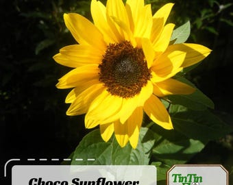 Choco Sun Sunflower Seeds -Helianthus annuus - Open-Pollinated -  - Heirloom - Mix Seeds to Plant - .#E029