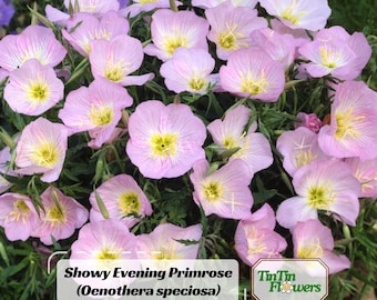 Showy Evening Primrose (Oenothera speciosa) Seeds - Sundrops Seeds - Fragrant Pink Blooms - Drought Tolerant -Culinary Herb