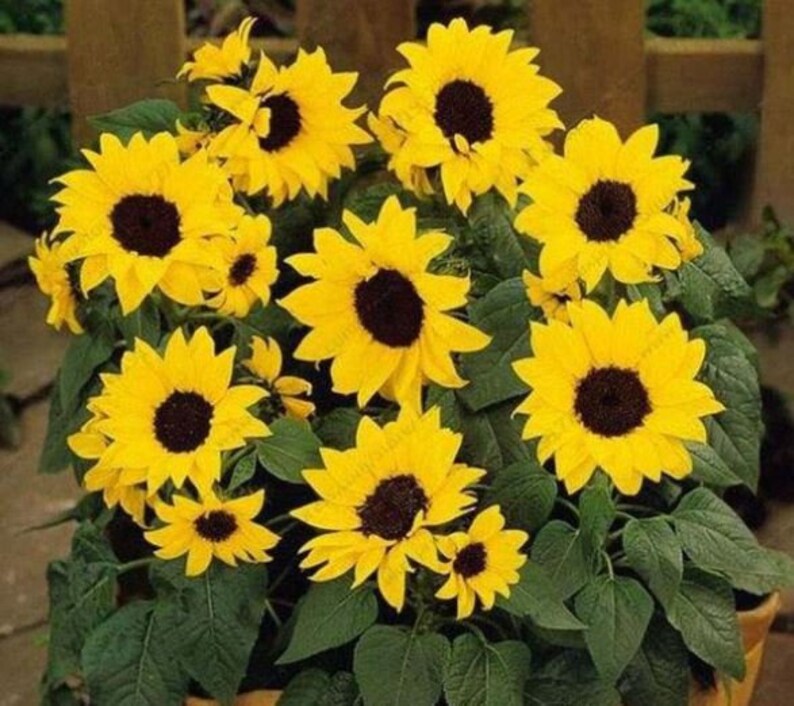 25 Seedsyellow Dwarf Sunflower Seeds perennial authentic Etsy