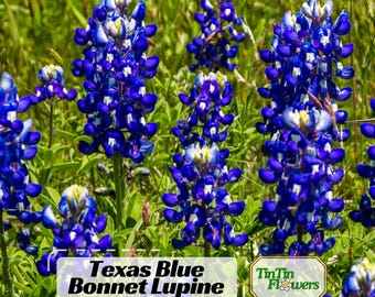 Texas Blue Bonnet Lupine Seeds - Lupinus - bluebonnet - Authentic - Open-Pollinated - Heirloom - Flower - Mix Seeds to Plant