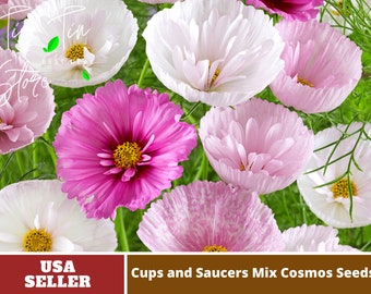 Cupcakes and Saucers Mix Cosmos Seeds| Authentic-Seeds-cosmos seeds-Herb seeds-Seeds-Mix Seeds for Plant- BUY 3 GET 1 FREE#L007.