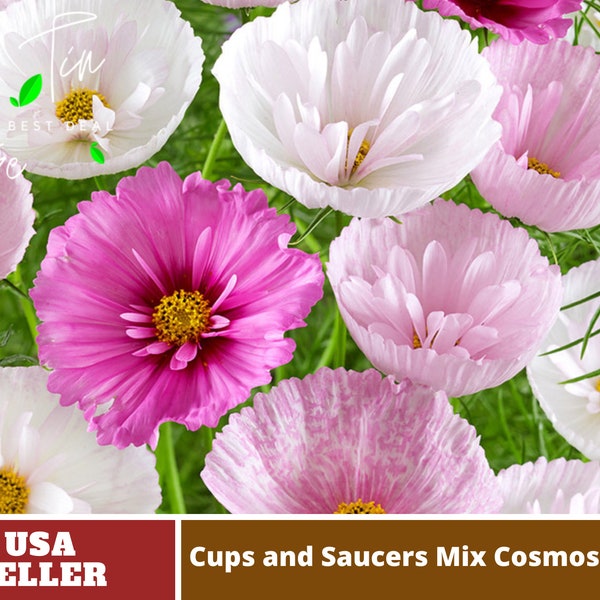 Cupcakes and Saucers Mix Cosmos Seeds| Authentic-Seeds-cosmos seeds-Herb seeds-Seeds-Mix Seeds for Plant- BUY 3 GET 1 FREE#L007.