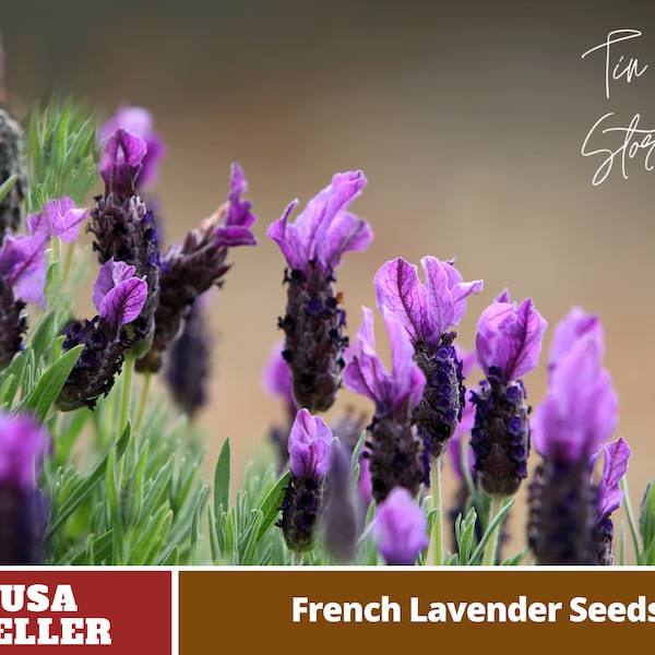 French Lavender Seeds- Perennial -Authentic Seeds-Flowers -Organic. Non GMO -Vegetable Seeds-Mix Seeds for Plant-B3G1#C005