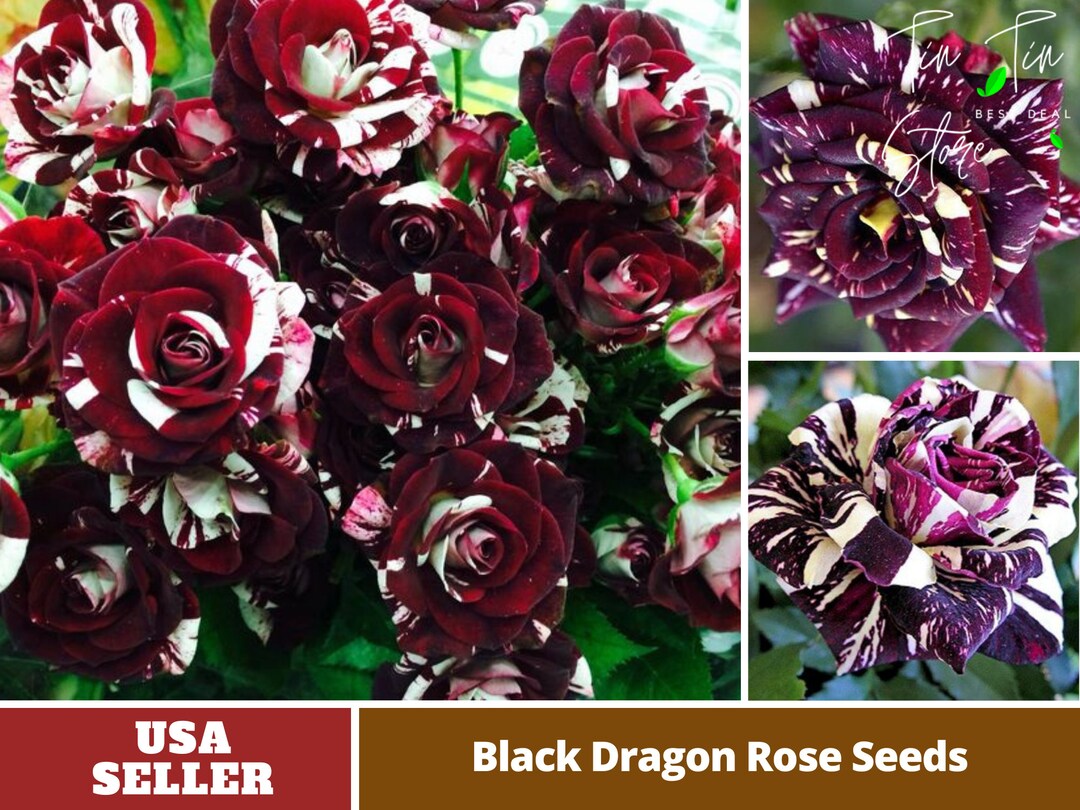 30 Rare Seedsblack Dragon Rose Seed perennial authentic Etsy