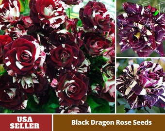 Black Dragon Rose Seed -Perennial -Authentic Seeds-Flowers -Organic. Non GMO -Vegetable Seeds-Mix Seeds for Plant-B3G1 #1069