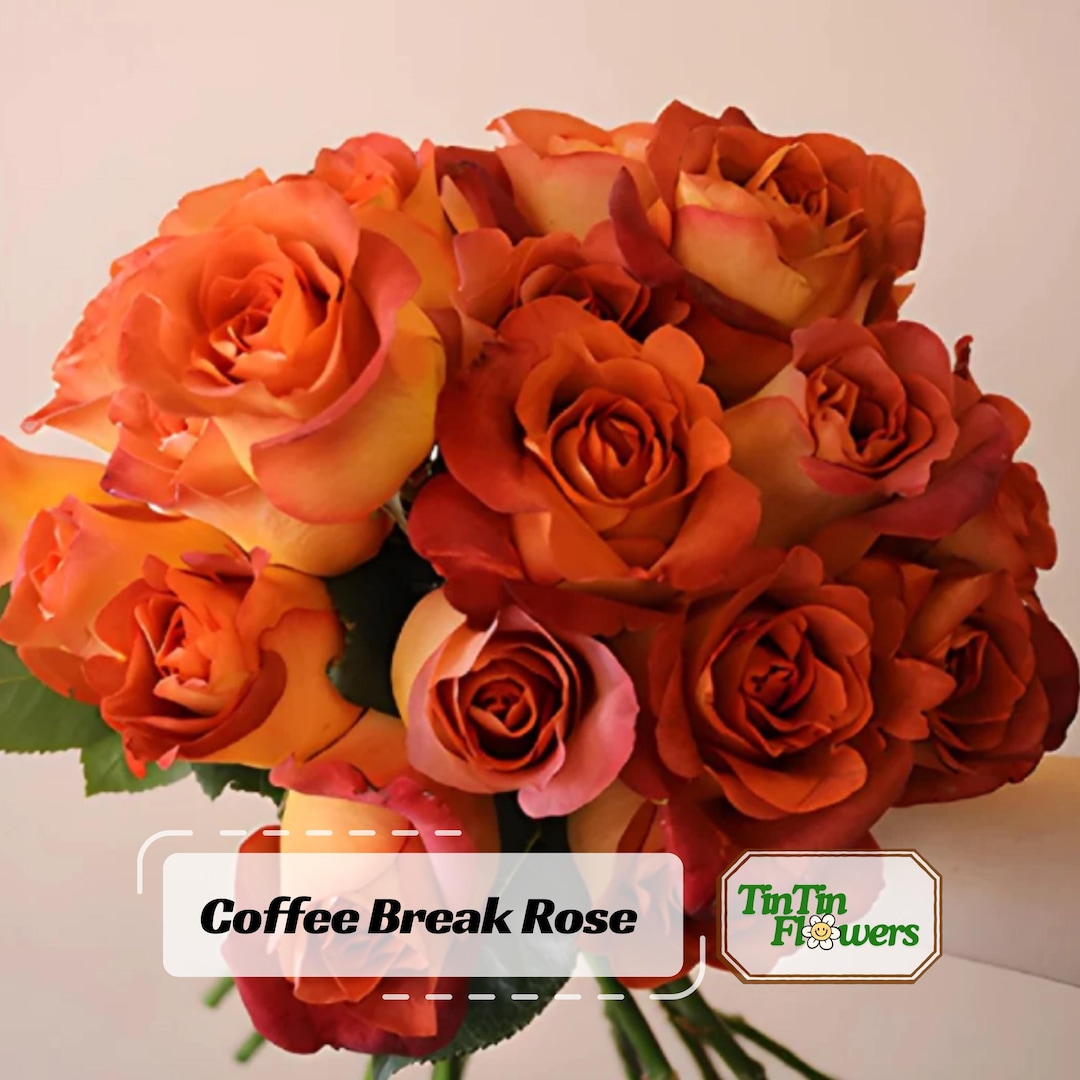 Coffee Break Rose Seeds- Perennial - Authentic Seeds - Mix Seeds - Late ...