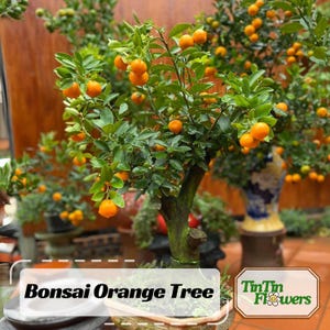 10 Seeds| Bonsai Orange Tree Seeds – Dwarf Mini Citrus Seeds, Heirloom Organic Non-GMO Ornamental Fruit Tree, Fragrant Easy to Grow #5005