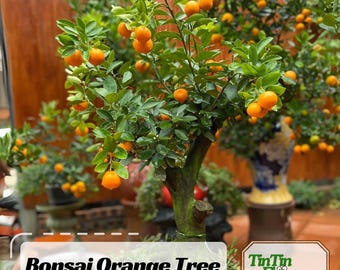10 Seeds| Bonsai Orange Tree Seeds – Dwarf Mini Citrus Seeds, Heirloom  Non-GMO Ornamental Fruit Tree, Fragrant Easy to Grow #5005