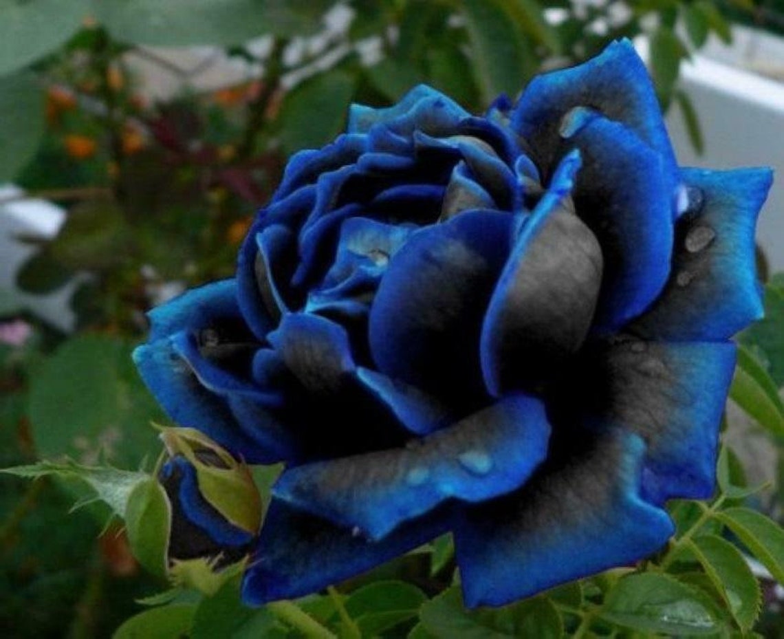 30 Rare Seedsblack and Blue Rose Seeds authentic Etsy