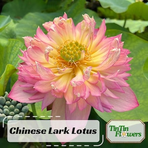 5+ Rare Seeds| Chinese Lark Lotus Seeds - Indian Lotus (Nelumbo nucifera) Seeds - Edible - Aquatic Garden – Beautiful Ornamental Seeds #Q014