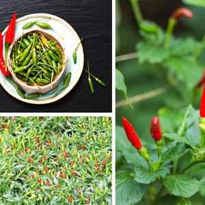 Puede incluir: Primer plano de un bol de chiles verdes, un campo de plantas de chile con chiles rojos y una planta de chile con chiles rojos creciendo en una rama.