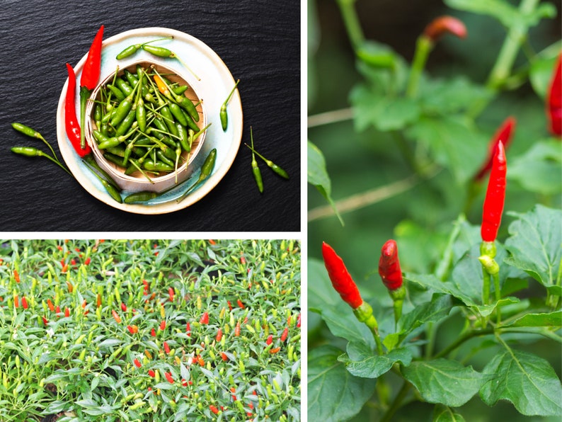 Puede incluir: Primer plano de un bol de chiles verdes, un campo de plantas de chile con chiles rojos y una planta de chile con chiles rojos creciendo en una rama.