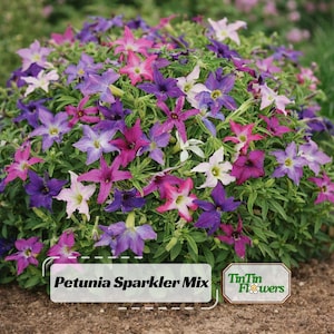 May include: A vibrant cluster of Petunia Sparkler Mix flowers in shades of pink, purple, and white. The star-shaped blooms are set against a backdrop of green foliage. The image includes the text "Petunia Sparkler Mix" and the TinTin Flowers logo.