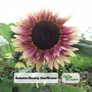 May include: A large sunflower with a dark brown center and petals that transition from deep burgundy at the base to pale yellow at the tips. The text Autumn Beauty Sunflower and the logo TinTin Flowers are visible on the image.