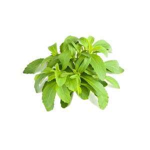 May include: A close-up shot of a cluster of fresh, green stevia leaves against a white background. The leaves are oval-shaped with a vibrant green color, showcasing their natural freshness. The image highlights the plant's texture and color.